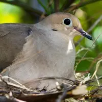 America's most popular migratory game bird